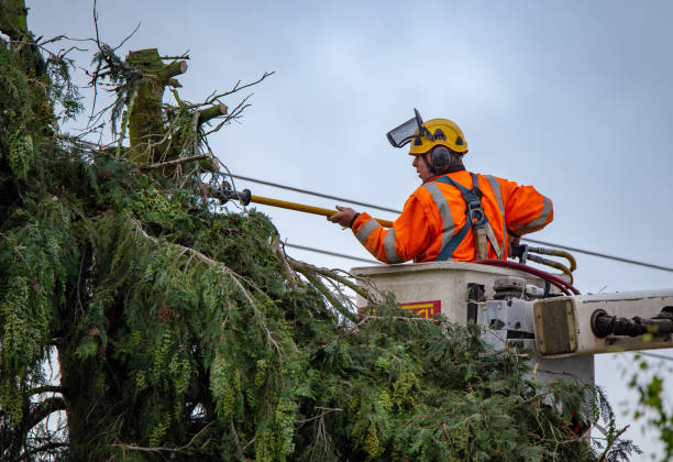 Best Commercial Tree Services  in Paynesville, MN