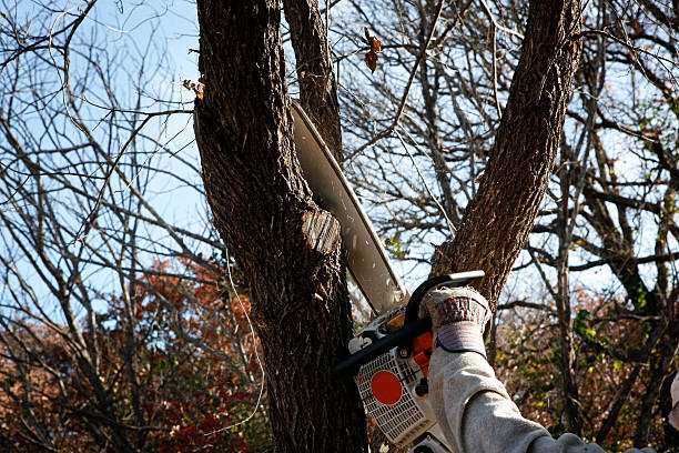 Paynesville, MN Tree Services Company